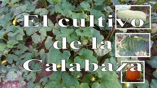 El cultivo de la calabaza [upl. by Shorter]