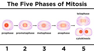 Mitosis How One Cell Becomes Two [upl. by Roede]