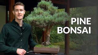 Pine Bonsai trees Pinus [upl. by Regni]