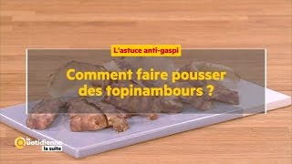 Comment faire pousser des topinambours   La Quotidienne la suite [upl. by Lleirbag358]