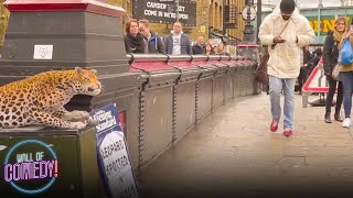 LEOPARD PRANK  In Camden Town [upl. by Assirual]