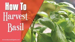 How to Harvest Basil for Continuous Plant Growth [upl. by Nolubez462]