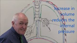 Respiratory System 3 Pleural membranes [upl. by Epilihp]