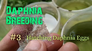 Daphnia Culture made simple and easy 3  Hatching Daphnia eggs [upl. by Maurita]