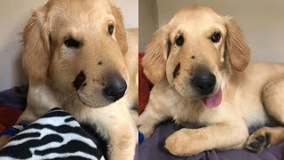 Golden Retriever Protects Owner From Rattlesnake in Arizona [upl. by Holofernes]