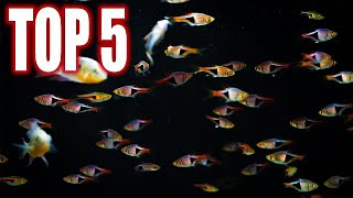 Top Five Rasbora Fish For Your Community Aquarium [upl. by Anawyt]