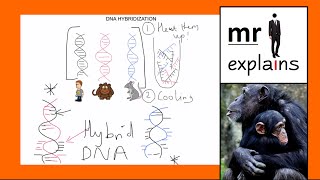 mr i explains How DNA Hybridization works [upl. by Eimile]