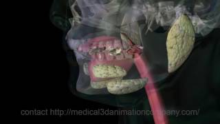 chewing Mastication digestion 3d animation company medical [upl. by Artiek]