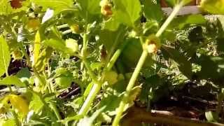 How Tomatillos Grow [upl. by Marco]