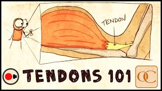 The Basic Science of Tendons amp Tendinitis [upl. by Nosdivad]