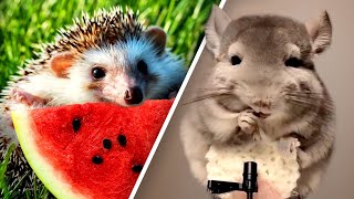 Too Cute Baby Animals Eating Food ASMR  Nom Nom 🍔🍉 [upl. by Walkling]