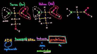 Introducción a los aminoácidos  Macromoléculas  Biología  Khan Academy en Español [upl. by Anib]