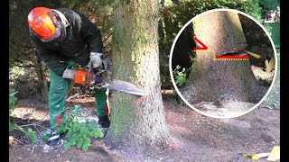 Baumfällung mit individueller Fälltechnik und Windenunterstützung tree felling with winch support [upl. by Sucramej]