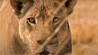 Best Wild Animal Chases Part 2  BBC Earth [upl. by Nuli996]