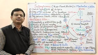 Diabetes Mellitus Part10 Mechanism of Action of Sulfonylurease  Antidiabetic Drugs  Diabetes [upl. by Pall435]