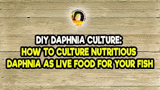 DIY Daphnia Culture How to Culture Nutritious Daphnia as Live Food for Your Fish [upl. by Eniamraj]