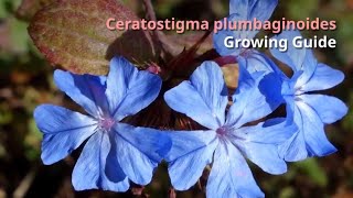 Ceratostigma plumbaginoides Growing Guide blueflowered leadwort by GardenersHQ [upl. by Narhet]