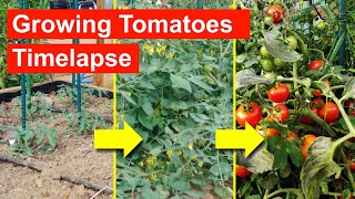 Growing Tomatoes Timelapse  full life cycle over 9 Months [upl. by Ynatsyd]