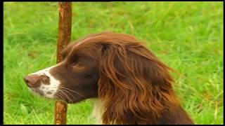 MODERN GUNDOG TRAINING SPRINGER SPANIEL PART 1 [upl. by Karas910]