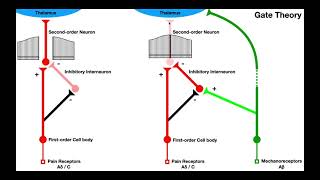 Pain Modulation  Gate Control amp Endogenous Opioid Mechanisms TENSIFC [upl. by Vod932]