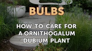 How to Care for a Ornithogalum Dubium Plant [upl. by Tabbi]