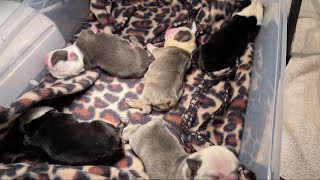 What To Expect The First 48hrs For Newborn Puppies [upl. by Hooper]