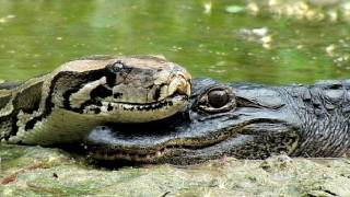 Alligator eats Python 02  Time Lapse [upl. by Heriberto]