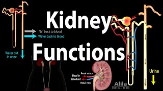 Kidney Homeostatic Functions Animation [upl. by Frodina]