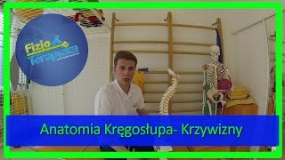 Krzywizny kręgosłupa  Lordoza i Kifoza 3 FizjoTerapia HD [upl. by Gamin]