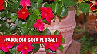 Mandevilla planta cuidados  ¡Enredadera con flores de sol [upl. by Topper]