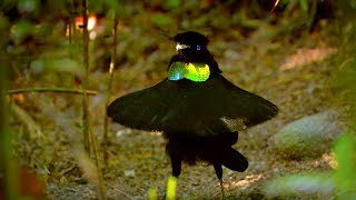 Bird Of Paradise Appearances COUNT  Animal Attraction  BBC Earth [upl. by Aneelahs999]