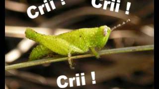 Grilo cri cri [upl. by Senilec]