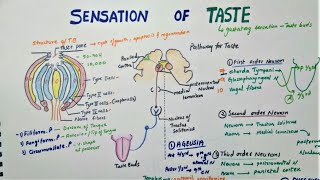 Sensation Of Taste  Taste Pathway  Physiology [upl. by Kendrick]