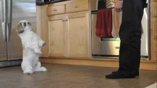 Shih Tzu Training  Coopers new trick [upl. by Assenov]