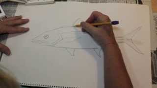 How to Draw a Fish the Easy Way  Spanish Mackerel [upl. by Sihunn485]