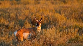 Pronghorn Experts in Speed and Sight [upl. by Anwad]