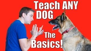 Dog Training 101 How to Train ANY DOG the Basics [upl. by Perdita368]