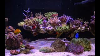 My reef tank  November 2019 [upl. by Spindell]