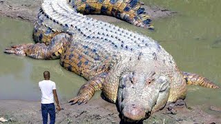 15 Largest Crocodiles In The World [upl. by Notsehc]