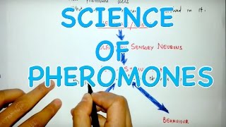 Action Mechanism of Pheromones [upl. by Telracs]