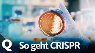 Neue Gentechnik Forscher lieben die CRISPRCas Methode  Quarks [upl. by Drexler]