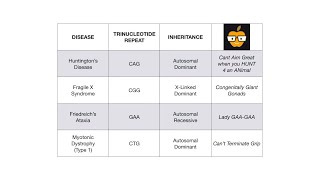 Trinucleotide Repeats [upl. by Timmons46]