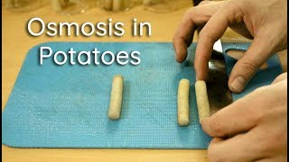 Osmosis in Potato Strips  Bio Lab [upl. by Anissa458]