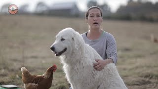 Livestock Guardian Dogs 101 [upl. by Motch681]