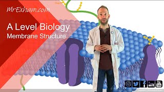 Membrane structure  A Level Biology [upl. by Nednil]