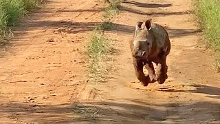 The Most Excited Baby Rhino Ever [upl. by Thecla]