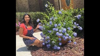 Growing Plumbago in Clay Pot [upl. by Jed]