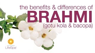 The Benefits amp Differences Between Brahmi Gotu Kola and Bacopa  John Douillards LifeSpa [upl. by Dougherty]