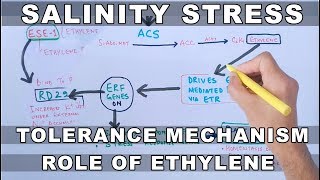 Salinity Stress  Tolerance Mechanism by Ethylene [upl. by Havstad]