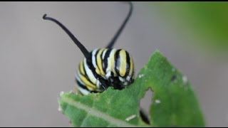 Life Cycle of the Monarch Butterfly [upl. by Rednaeel]